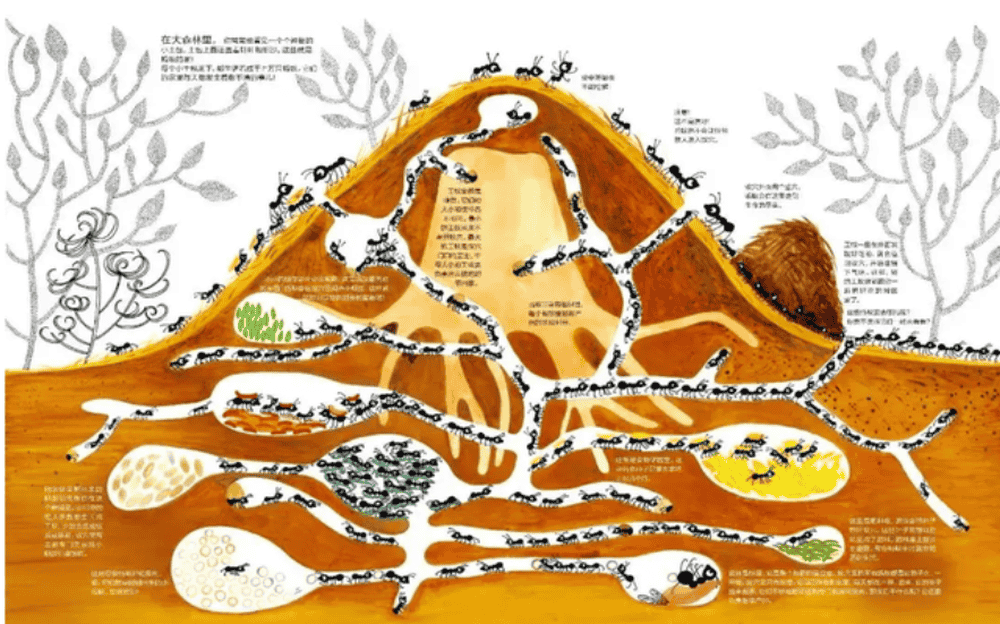 蚂蚁是地球上进化得最完美的生物 蚂蚁是地球上所演