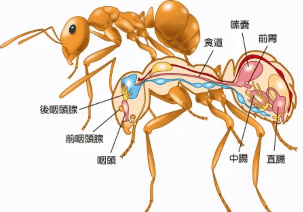 蚂蚁的生长过程图图片