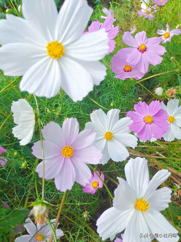 格桑花的寓意是幸福和珍惜格桑花的花语是幸福