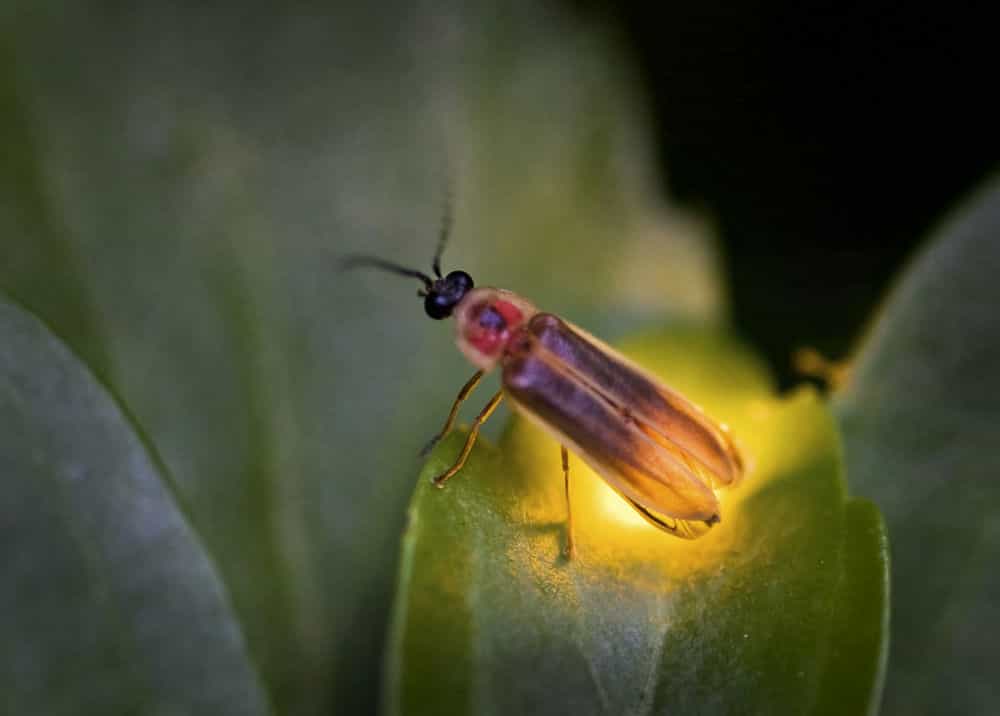 萤火虫用不同频率的闪光吸引异性萤火虫发光吸引异性