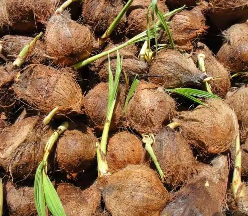 你知道海南椰子树的种子是什么样的吗椰子树的种子长啥样