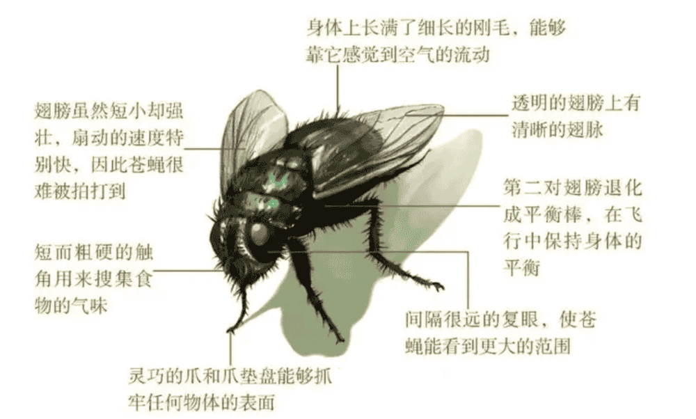 苍蝇的种类及图片名称图片