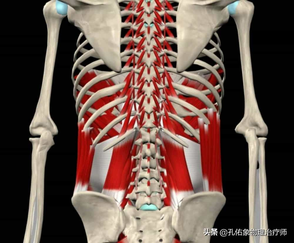 出现腰臀部的疼痛腰部臀部疼痛