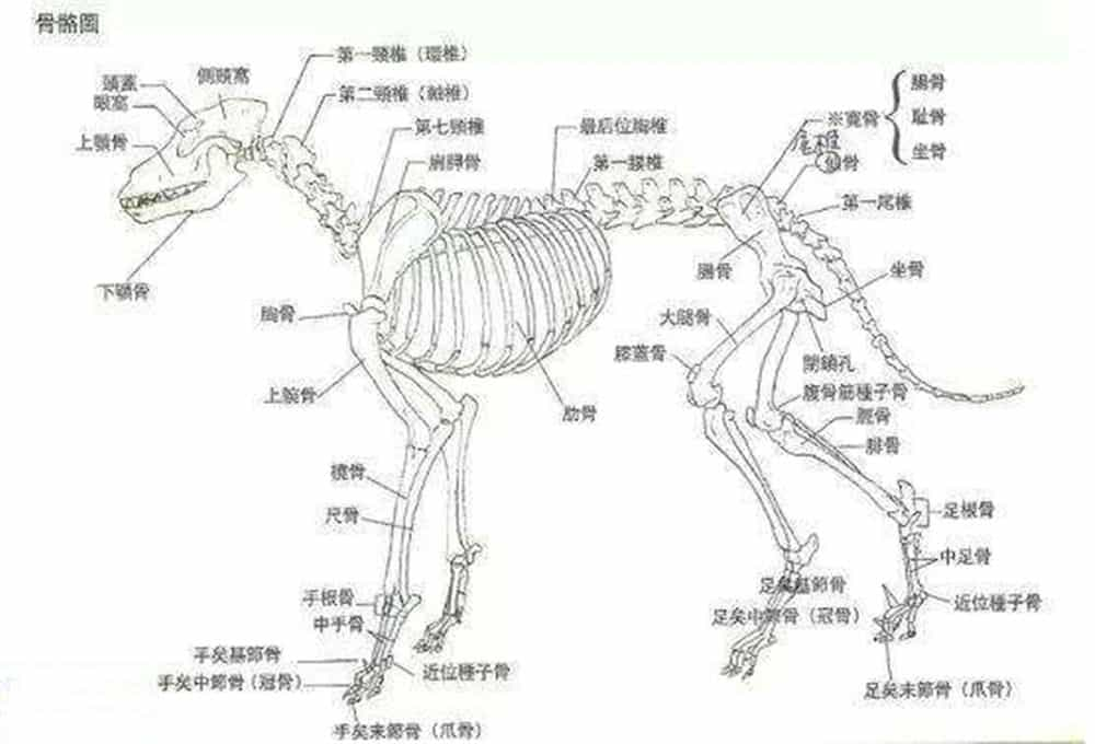 狼到底有多凶猛狼有多凶残