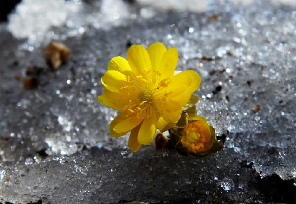 圣洁的天山雪莲花雪莲花圣洁的雪莲花