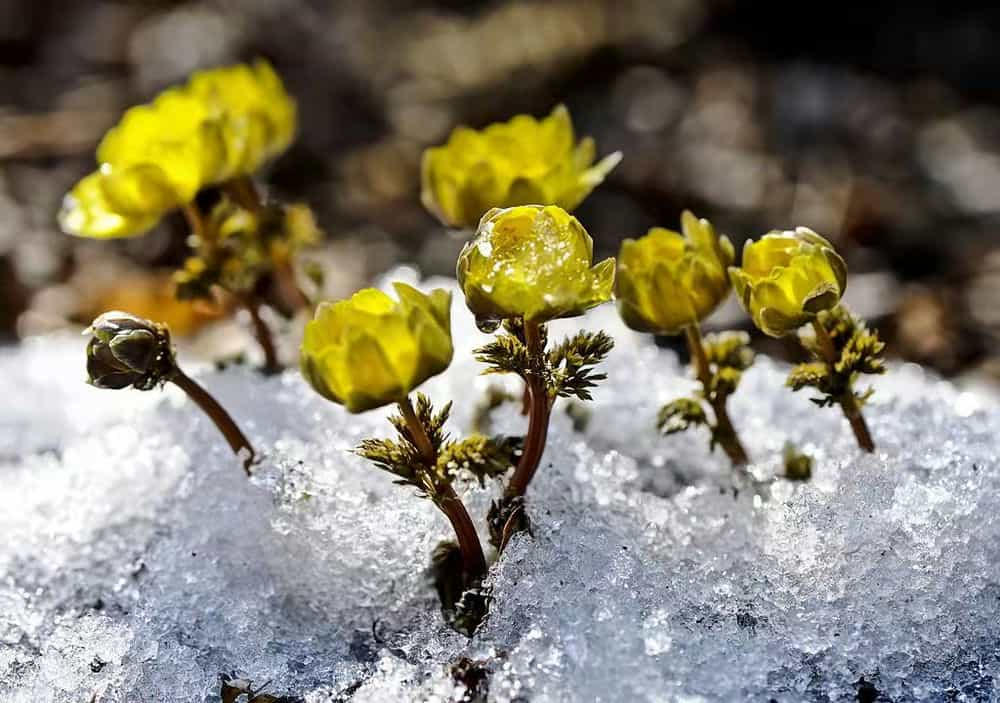 雪莲花图片大全 壁纸图片