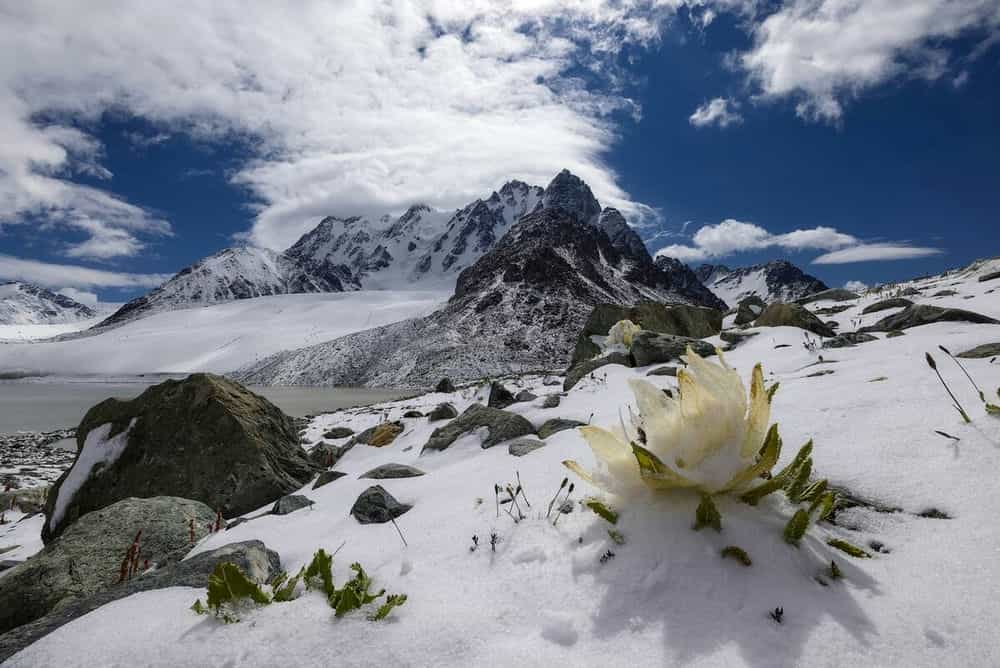 圣洁的天山雪莲花雪莲花圣洁的雪莲花