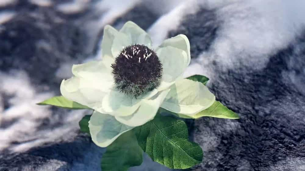 圣洁的天山雪莲花雪莲花圣洁的雪莲花