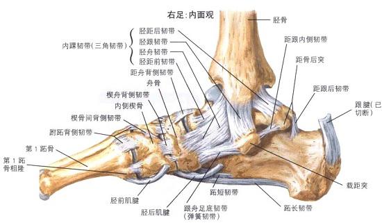 脚裸关节图 位置图片