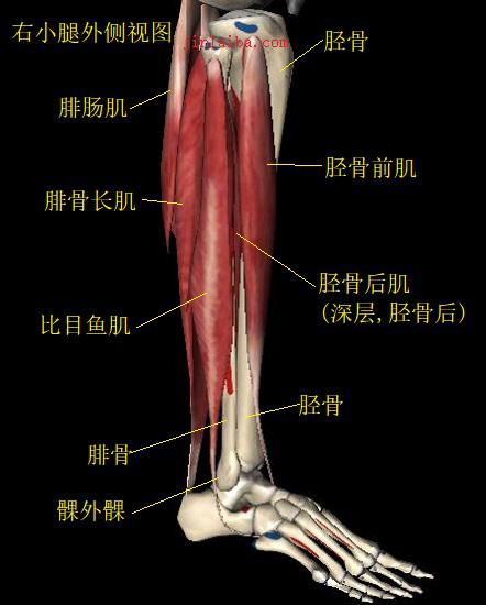 踝关节的构造及扭伤机制踝关节扭伤损伤机制