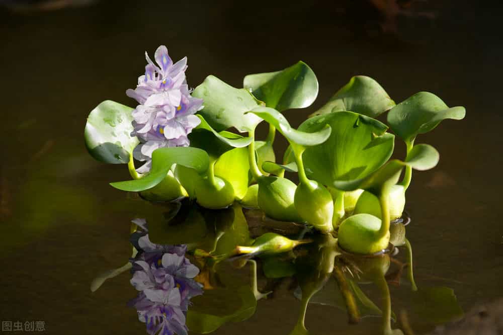 因为水葫芦通常漂浮于水面,叶片丛 生,叶柄呈海绵状葫芦体; 多数花为