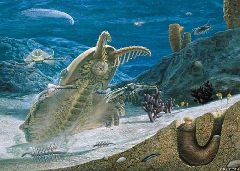 五千万年前,蓝鲸的祖先还在陆地上生活时,个头并不大,但当它进入海洋