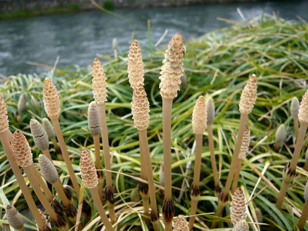 节节草的简易识别方法和用途 节节草食用方法