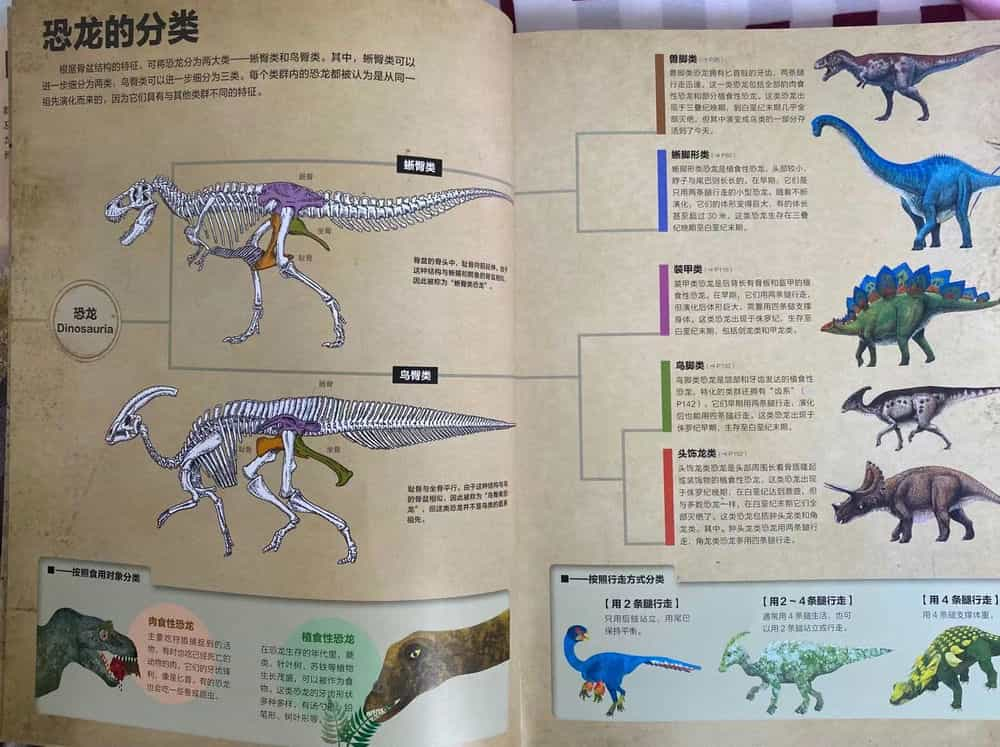 关于鸟类和恐龙的资料图片