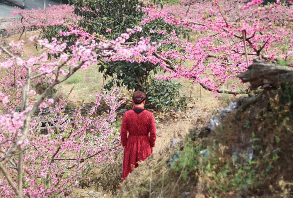 怎么拍桃花图片