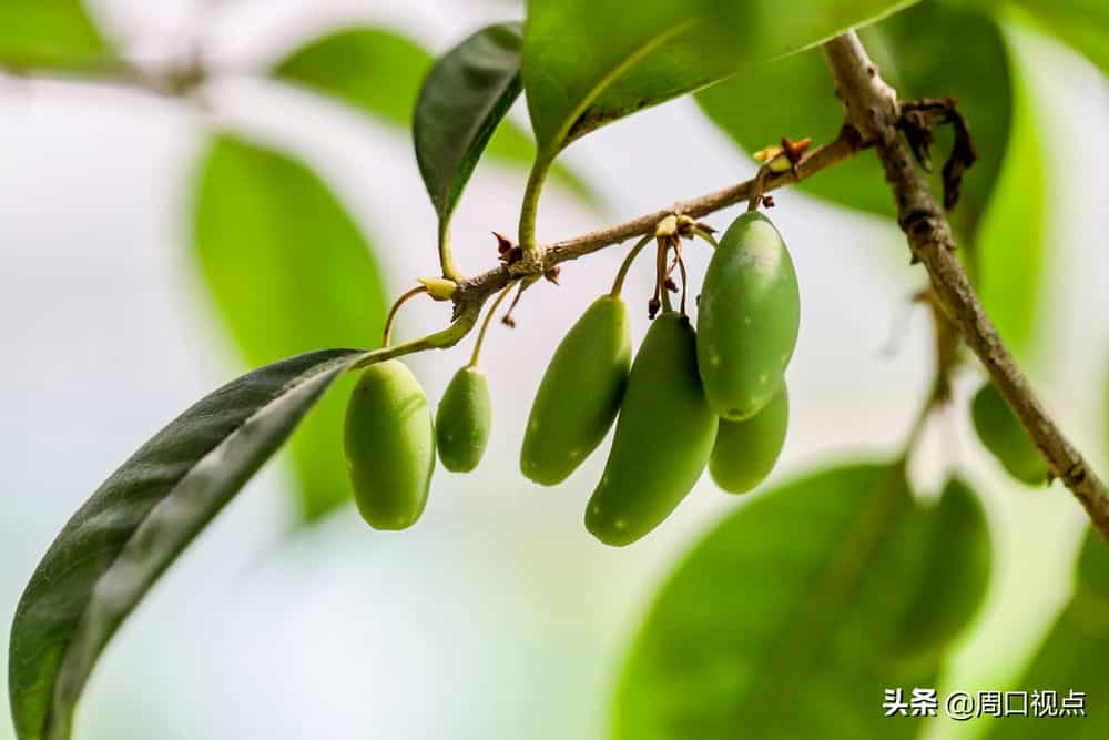 桂花树结果实 桂花树果实有什么用